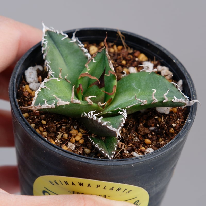 アガベ チタノタ シーザー Agave titanota caesar 082 | Sunny