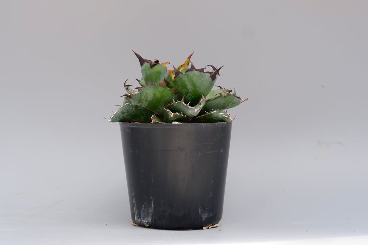 アガベ チタノタ ブラックアンドブルー Agave titanota BB 075 | Sun