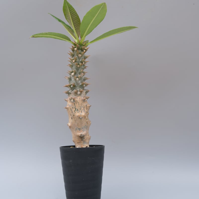 パキポディウム バロニー実生株028 Pachypodium baronii | Sunny