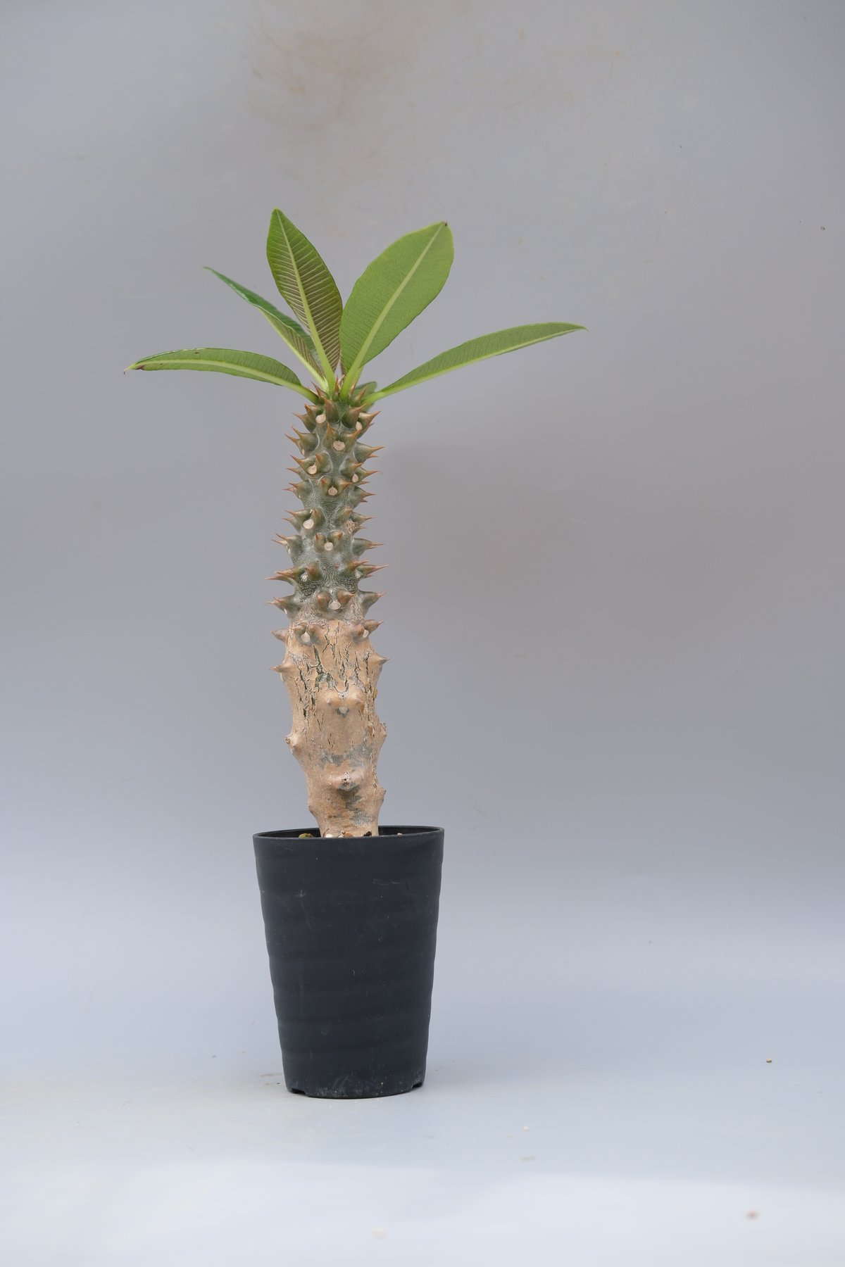 パキポディウム バロニー実生株028 Pachypodium baronii | Sunny