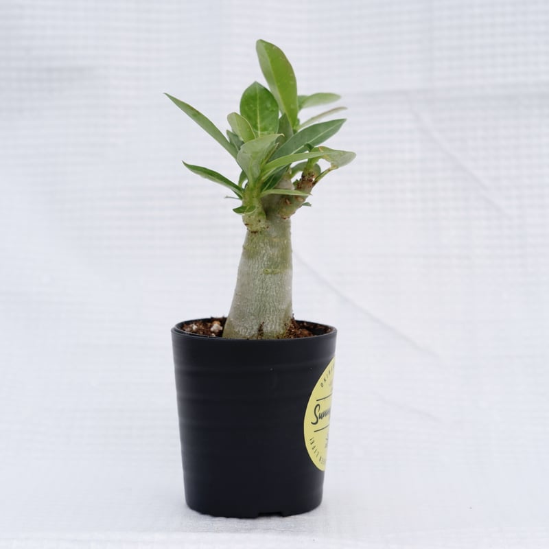 アデニウム ブラックソマレンセ 実生株 Adenium somalense var. blac