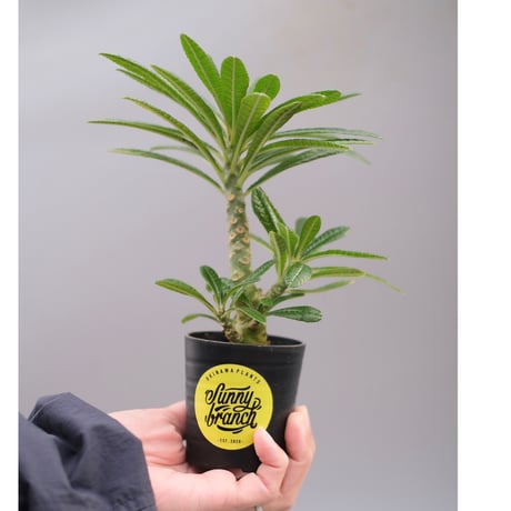 【輸入株】ドルステニアギガス　特大サイズ 11月末まで最終価格）特大ドルステニアギガス 【公式通販】