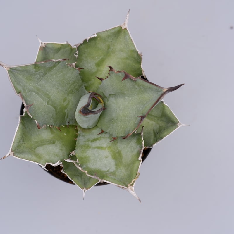 アガベ　チタノタ　NOVA アガベ チタノタ ドワーフ 003 Agave titanota 'Dwarf' | Sunn