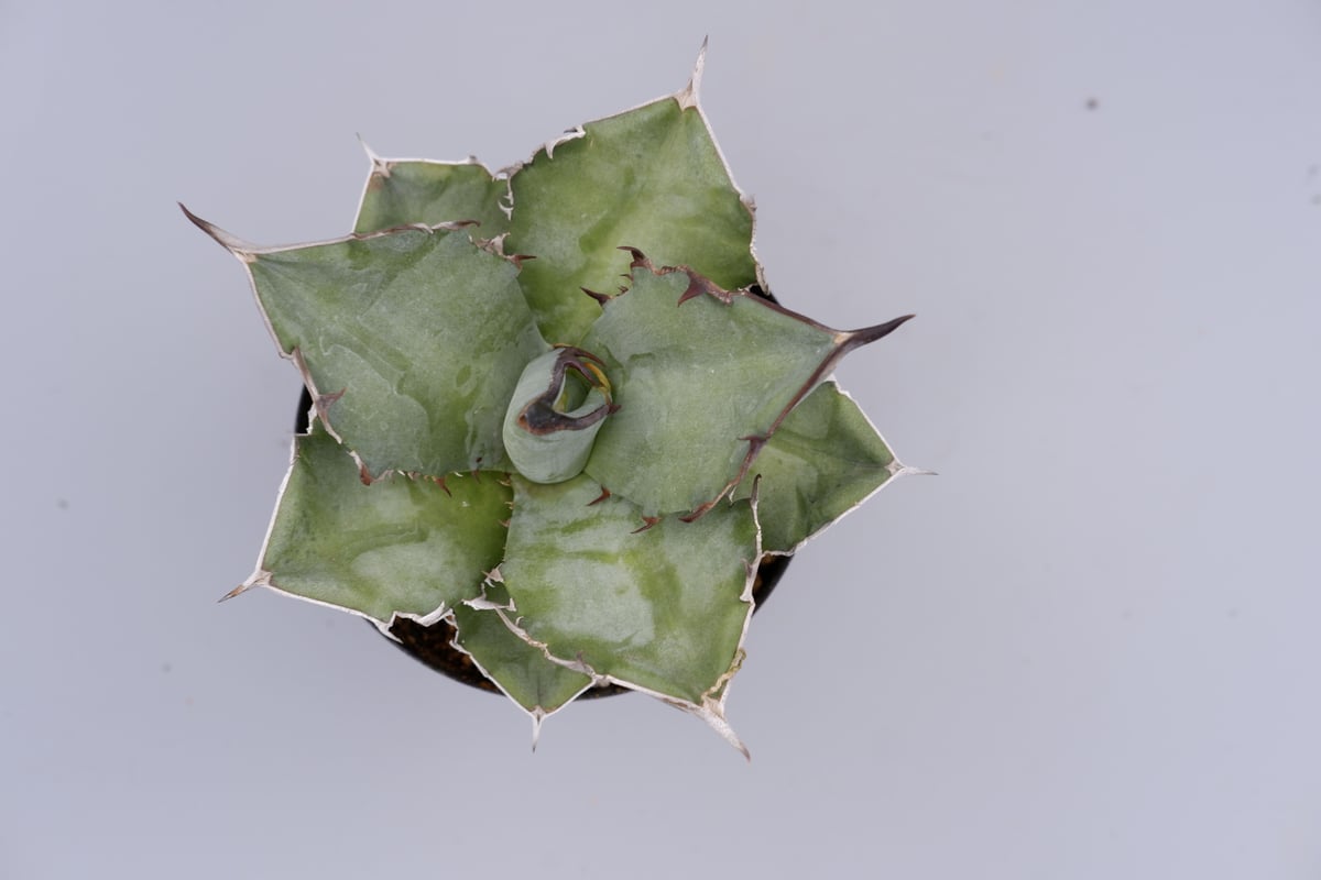 特価 agave titanota Neptune アガベ チタノタ Agave titanota neptune | admire