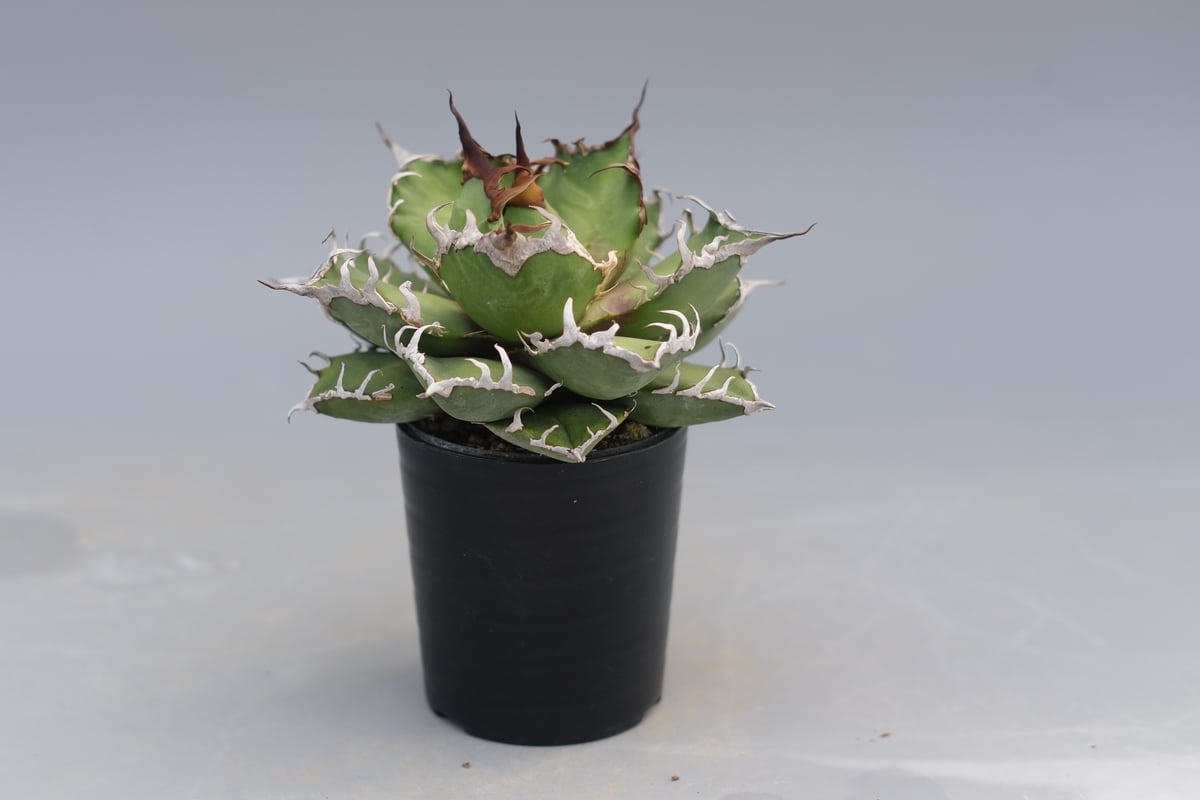 アガベ チタノタ シーザー Agave titanota caesar 196 | Sunny