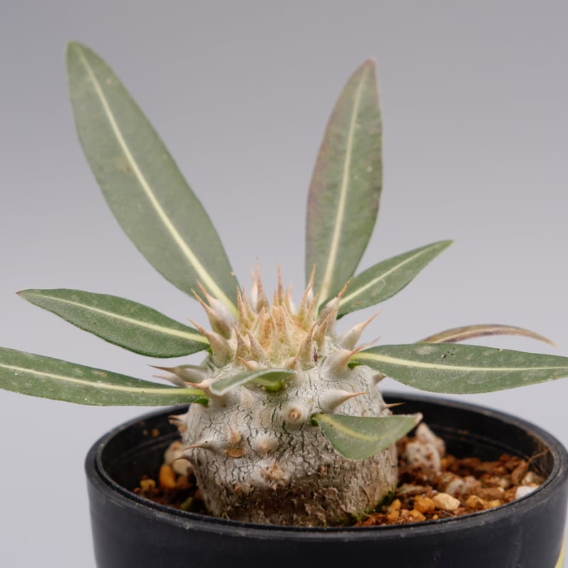 ロスラーツム マンドリツァラ 種子 5粒 パキポディウム ロスラーツム 実生株 005 Pachypodium rosulatum