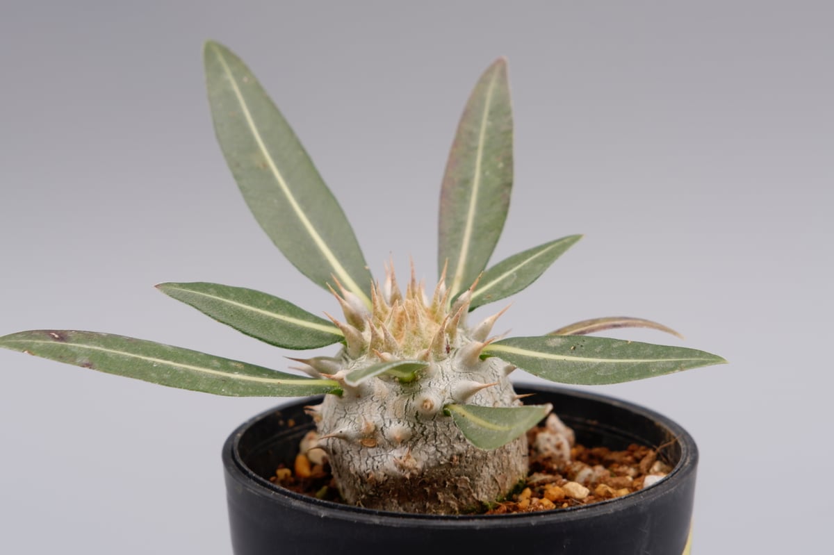 パキポディウム ロスラーツム 実生株 005 Pachypodium rosulatum ve