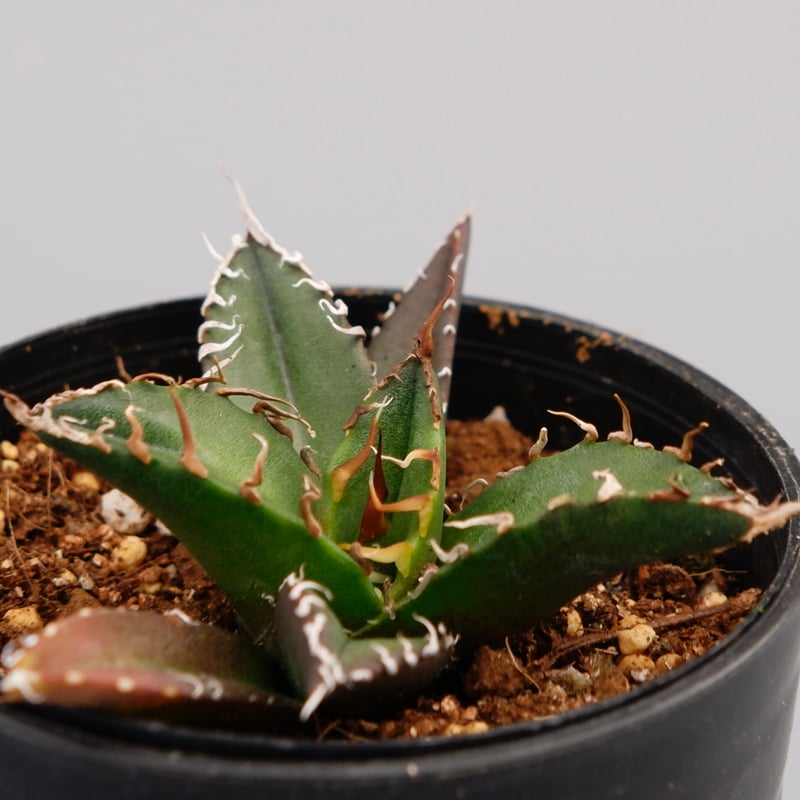 アガベ チタノタ シーザー Agave titanota caesar 080 | Sunny