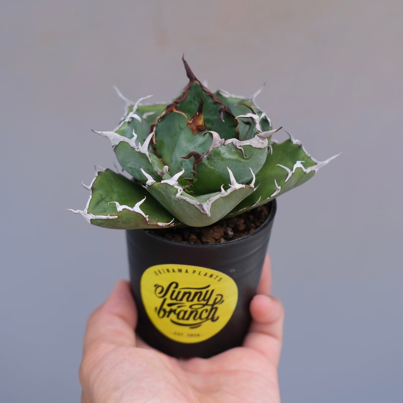 アガベ チタノタ 白鯨 Agave titanota white whale 226 | Su