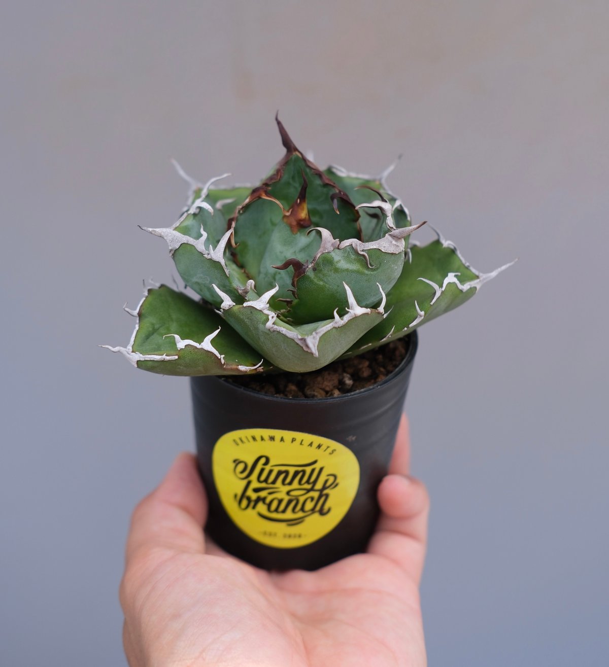 アガベ チタノタ 白鯨 Agave titanota white whale 226 | Su