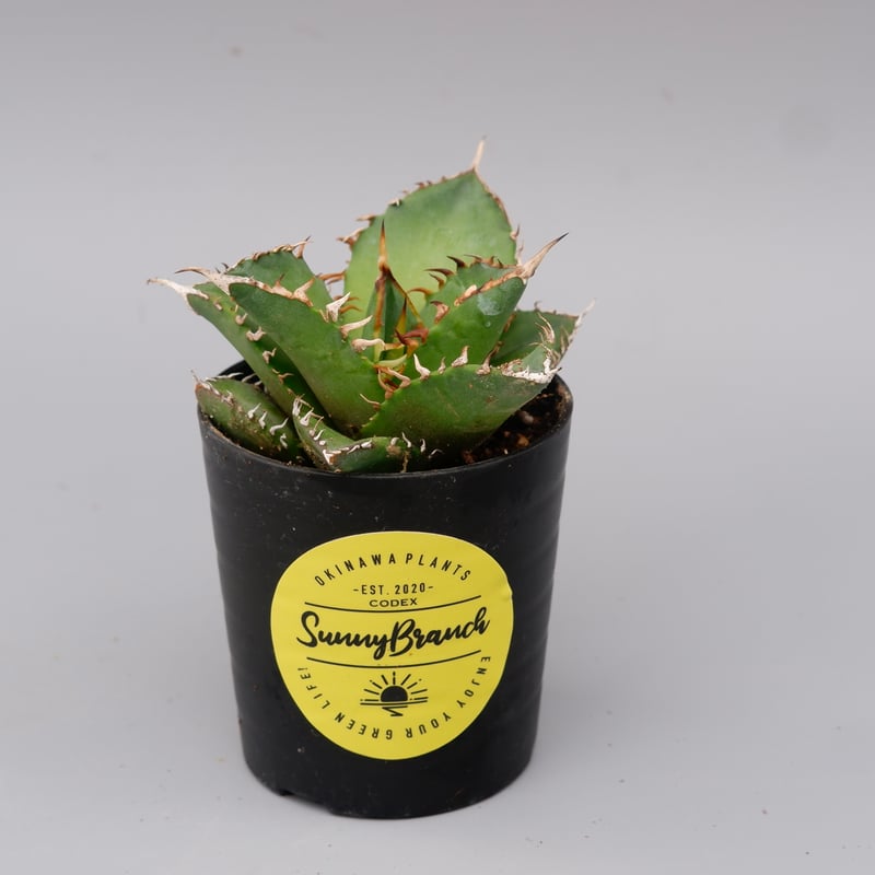アガベ　チタノタ　海王 アガベ チタノタ 海王 Agave titanota 海王 007 | Sunny Branch