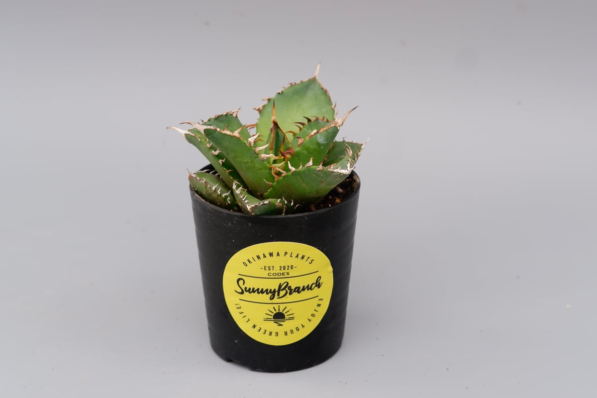 アガベ　チタノタ　海王 Agave 