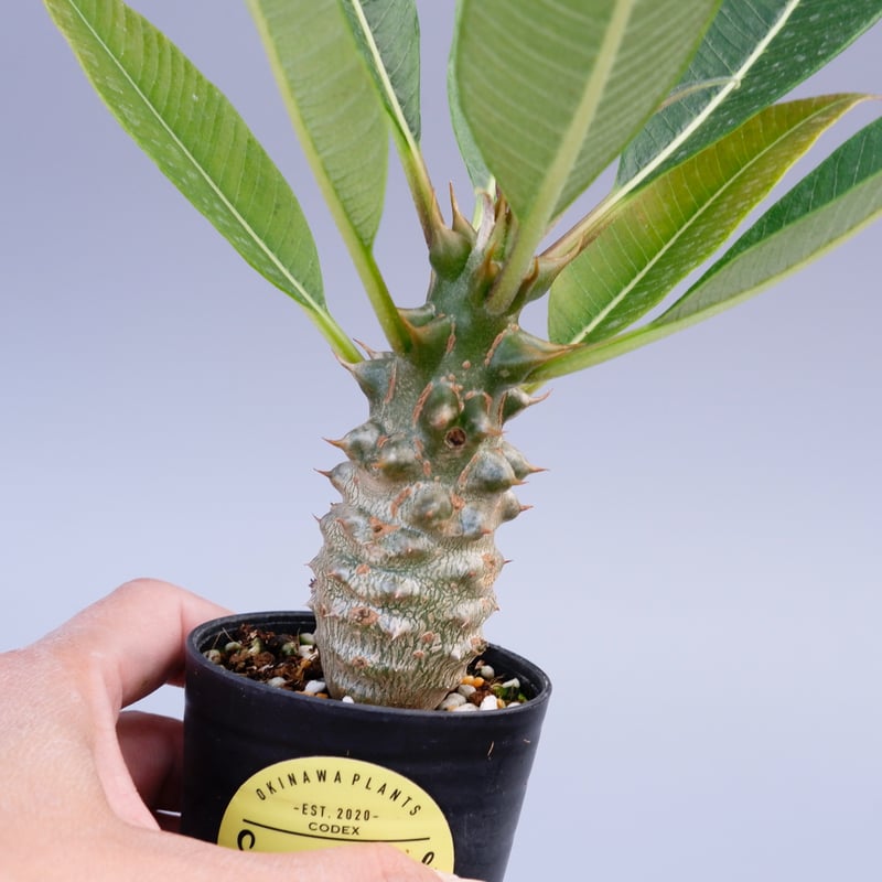 パキポディウム バロニー実生株018 Pachypodium baronii | Sunny