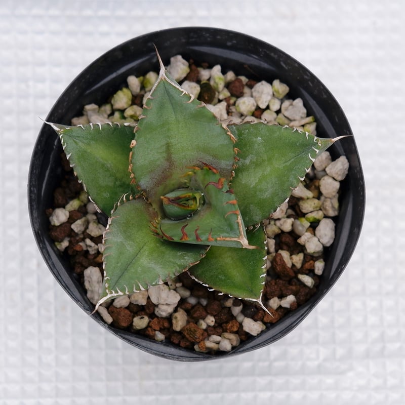 アガベ オテロイ 実生株 Agave oteroi seeding 019 | Sunny