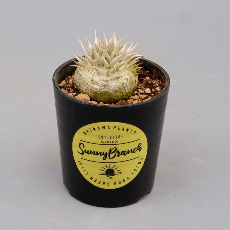 パキポディウム エニグマチカム 実生株 Pachypodium enigmaticum 003