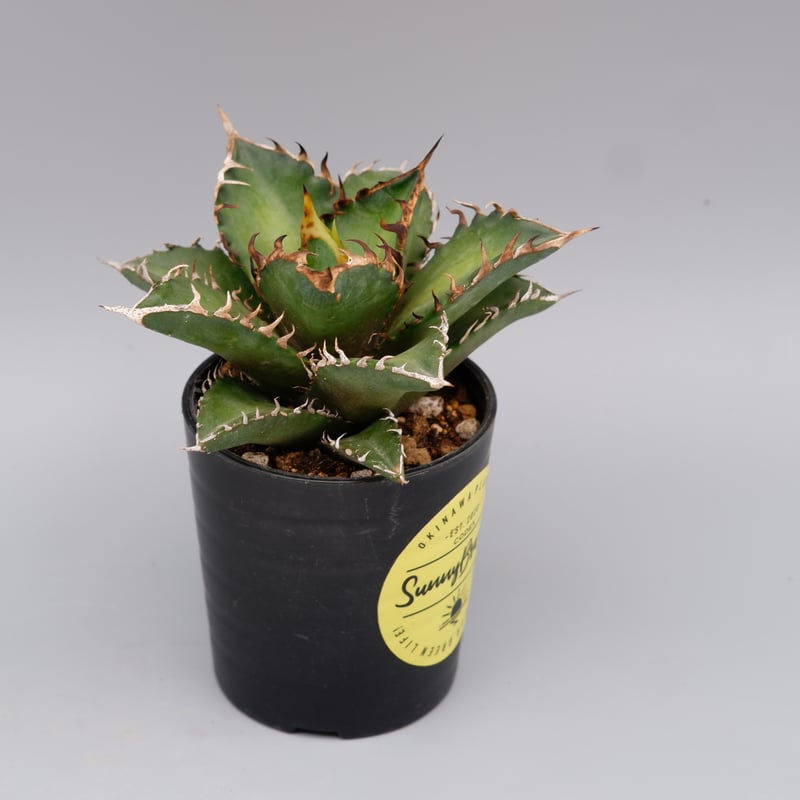 アガベ チタノタ レッドキャットウィーズル Agave titanota Red Catwee
