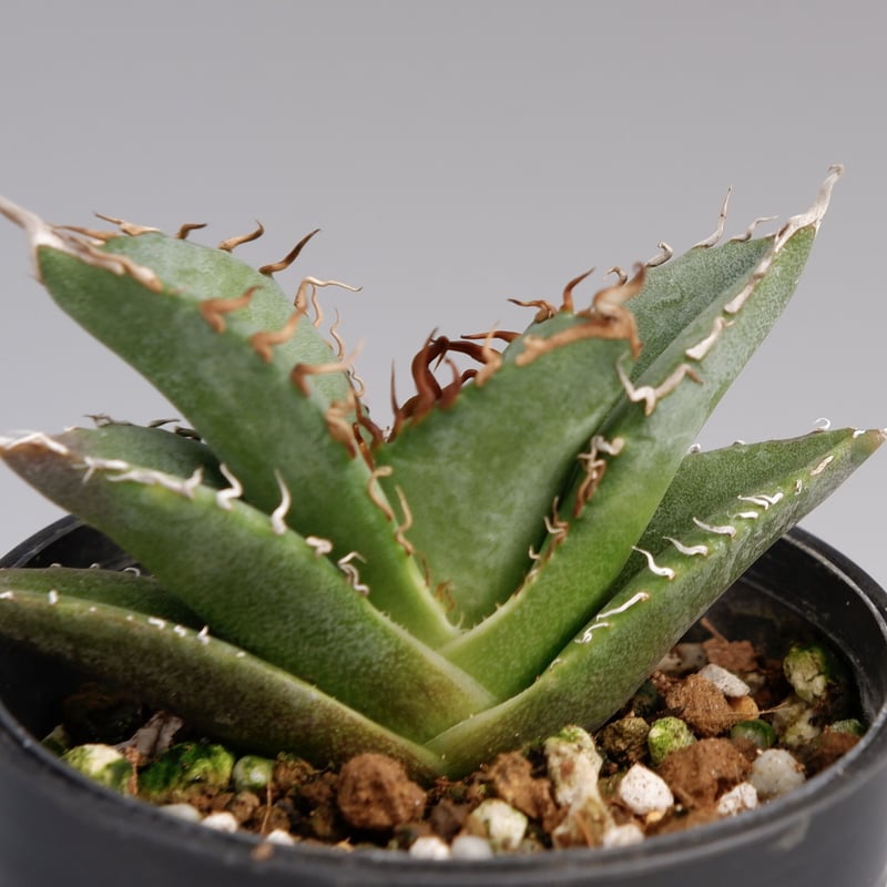 アガベ オテロイ 実生株 Agave oteroi seeding 026 | Sunny