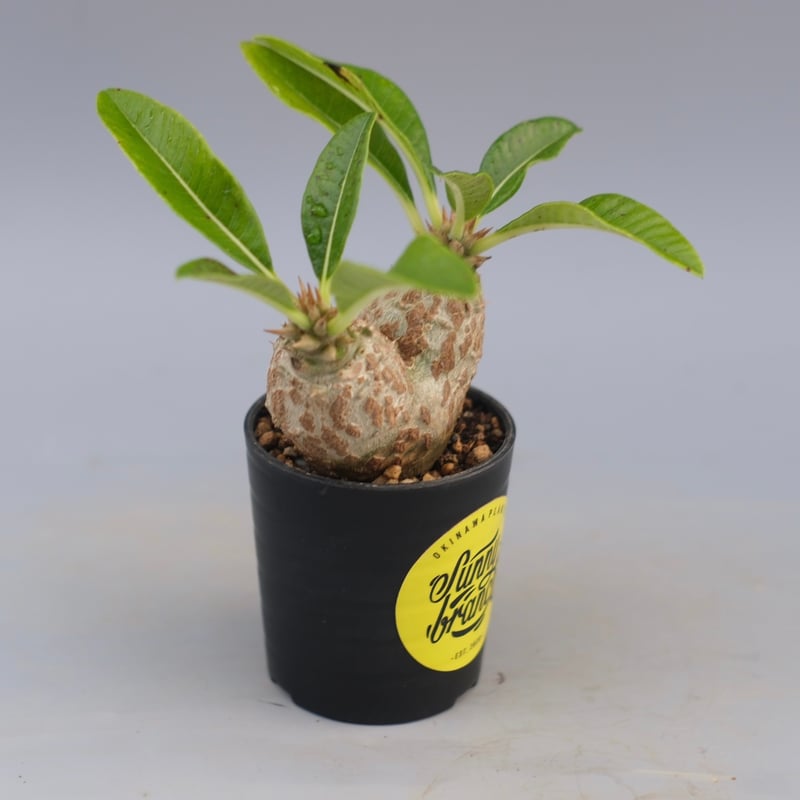 パキポディウム ウィンゾリー 実生株 089 Pachypodium windsorii |