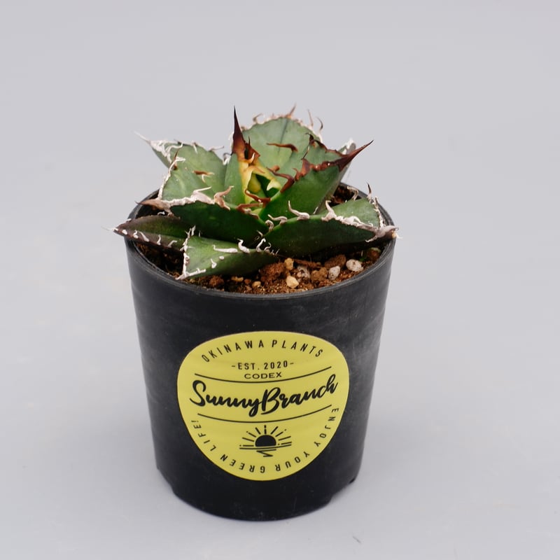アガベ チタノタ シーザー Agave titanota caesar 089 | Sunny