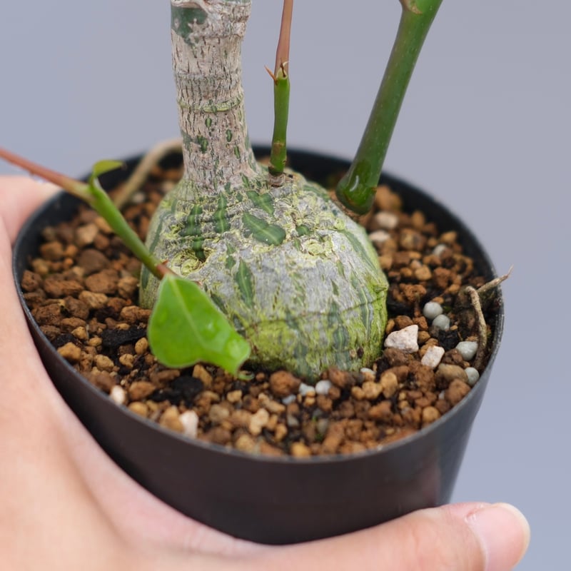 プセウドボンバックス まんまる型 プセウド ボンバックス 049 Pseudobombax ellipticum |