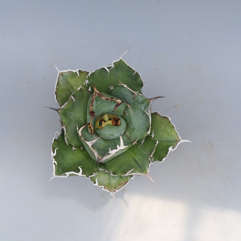 アガベ チタノタ 白鯨 Agave titanota white whale 222 | Su