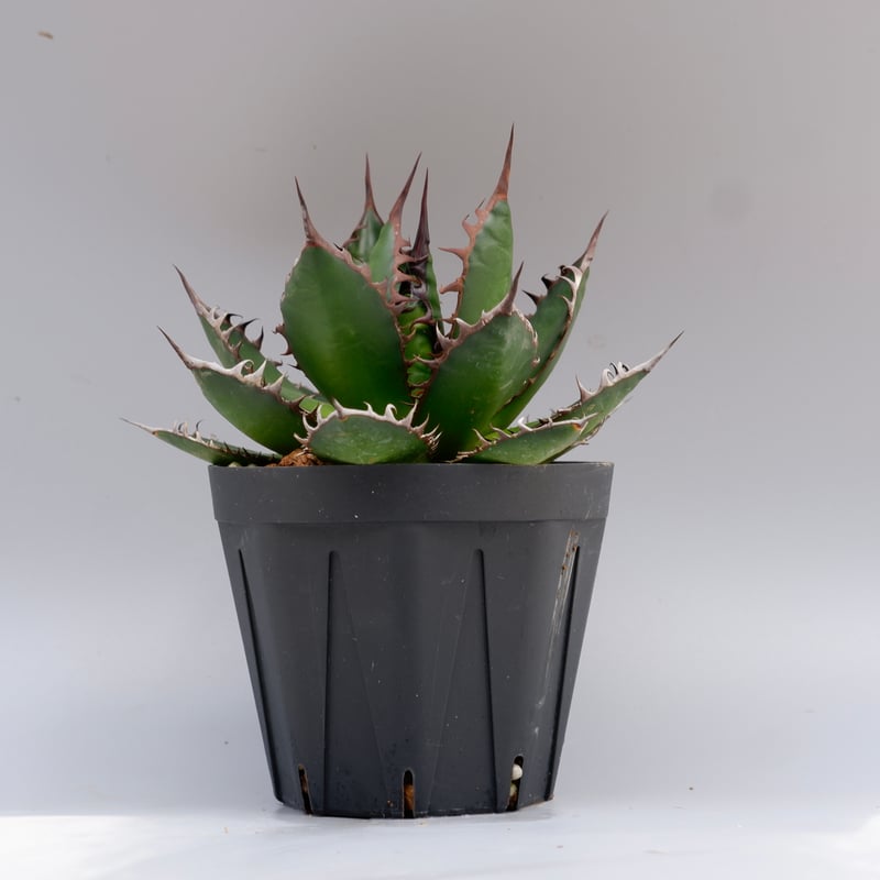 アガベ ホリダ 049 Agave horrida 強棘 | Sunny Branch