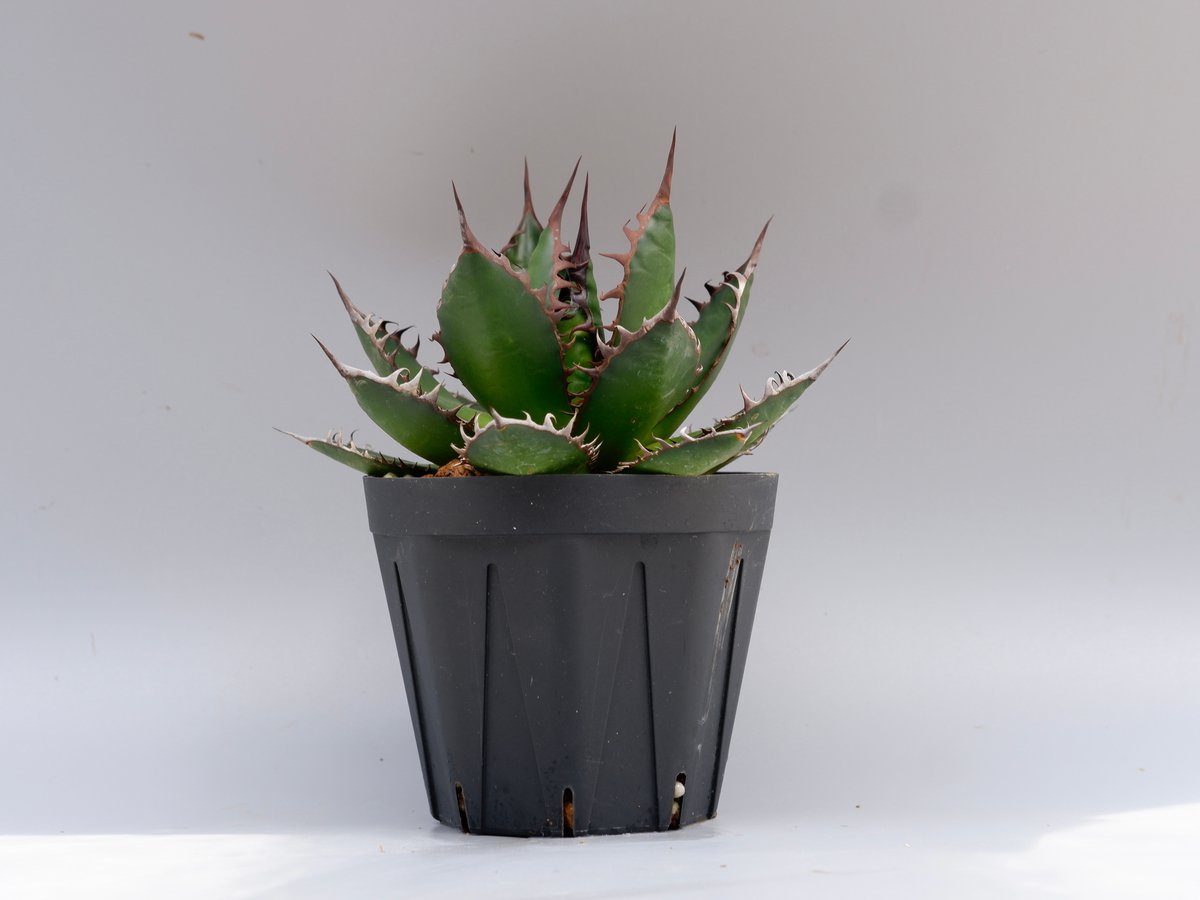 アガベ ハイブリッド ホリダ×黒火焔 agave hybrid アガベ ハイブリッド ホリダ×黒火焔 agave hybrid