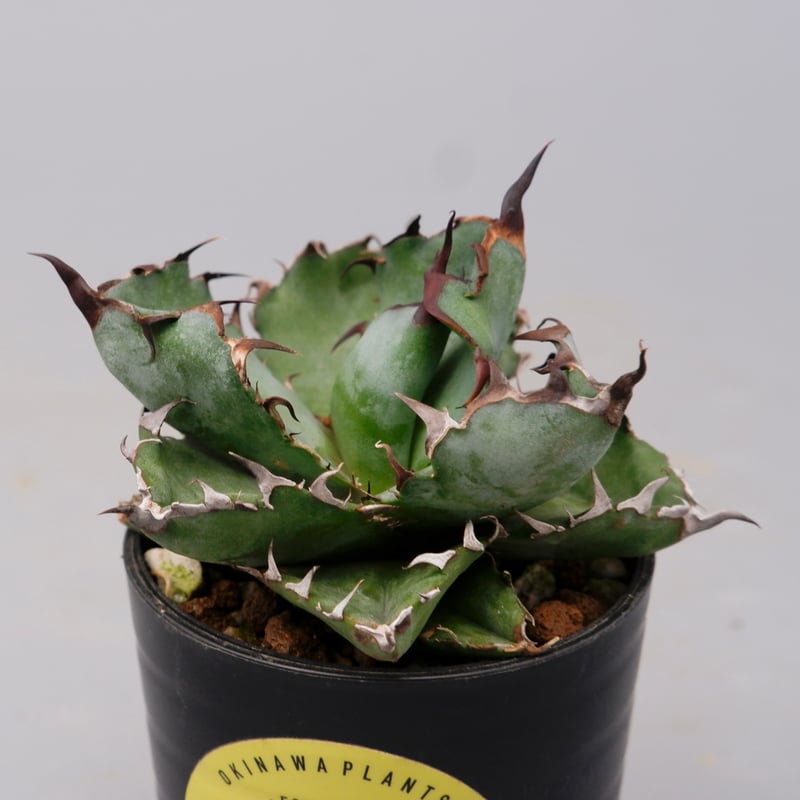 アガベ チタノタ ブラックアンドブルー Agave titanota BB 094 | Sun