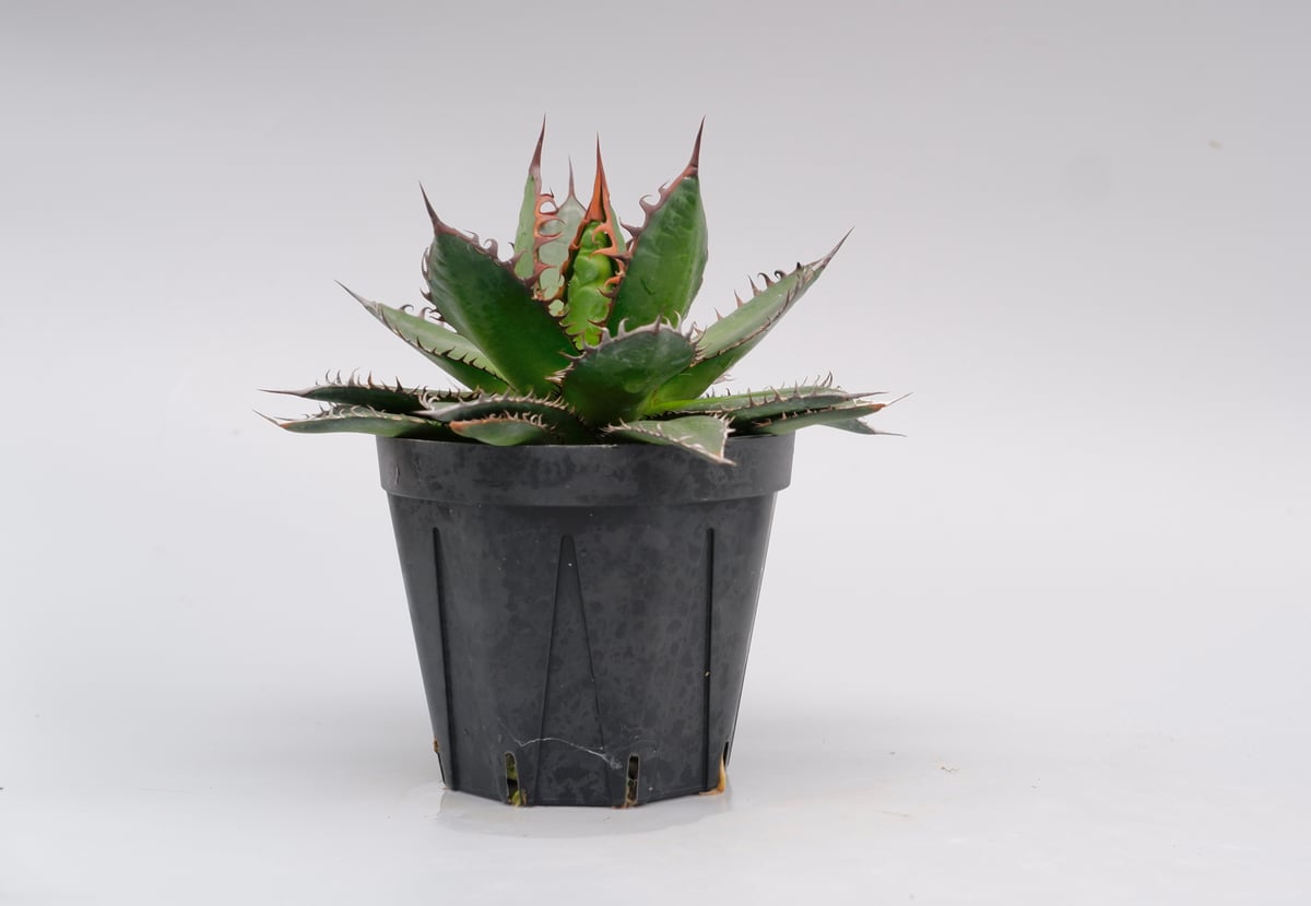 アガベホリダ極上株　Agave horrida No.AHRD011 アガベ ホリダ 041 Agave horrida 強棘 | Sunny Branch