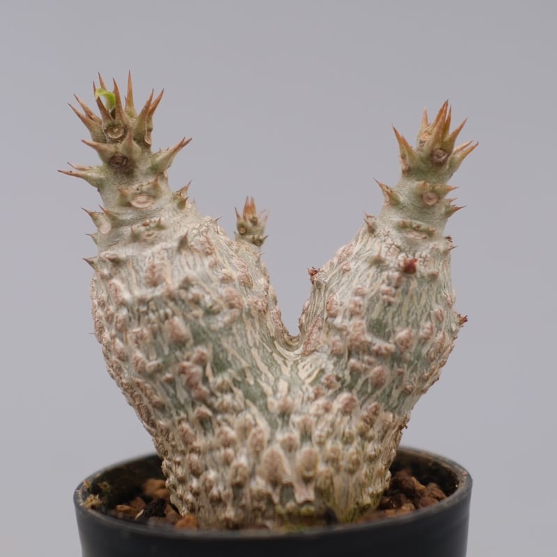 パキポディウム ウィンゾリー 実生株 134 Pachypodium windsorii |