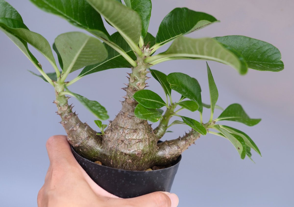 実生株　パキポディウム ウィンゾリー⑥ 実生株パキポディウム ウィンゾリー⑥