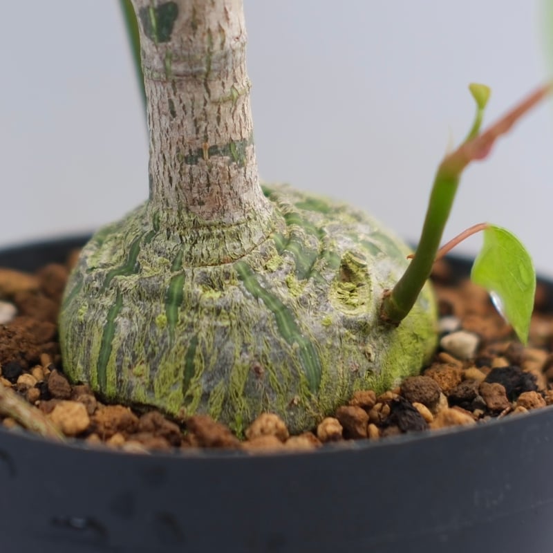 まんまる型 プセウド ボンバックス 049 Pseudobombax ellipticum |
