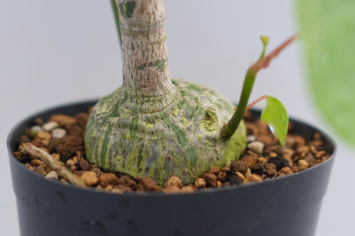 まんまる型 プセウド ボンバックス 049 Pseudobombax ellipticum |