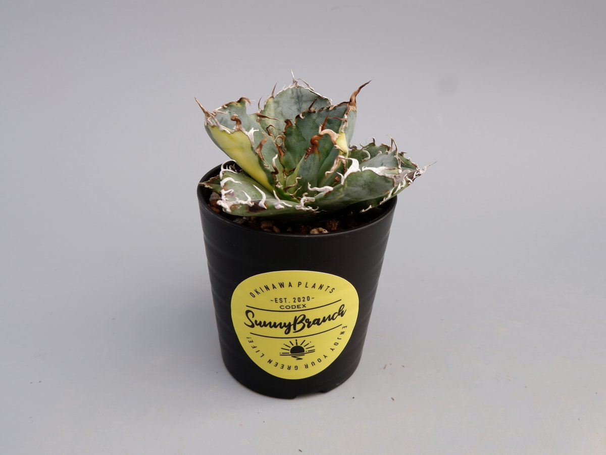 斑入り】アガベ チタノタ 白鯨 Agave titanota white whale 197 斑入り】アガベ チタノタ 白鯨 Agave titanota white whale 197