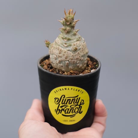 パキポディウムウィンゾリー | STORES