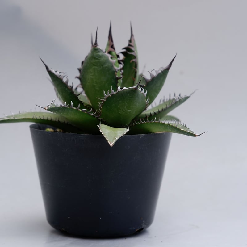 アガベ ホリダ 021 Agave horrida 強棘 | Sunny Branch