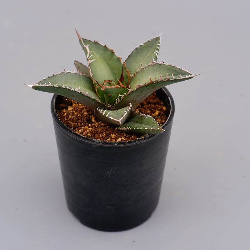 \"Agave oteroi \"オテロイ　選抜　実生 Agave oteroi オテロイ 選抜 実生
