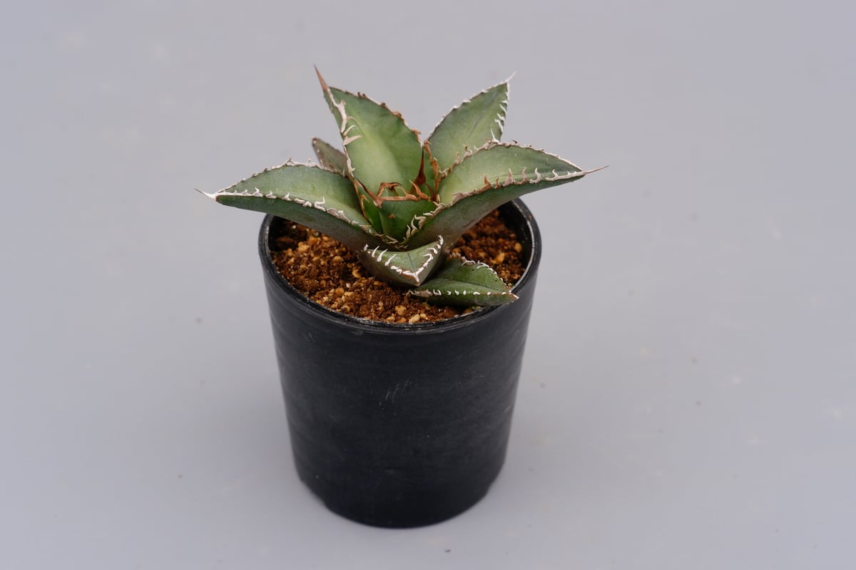アガベ オテロイ 実生株 Agave oteroi seeding 059 | Sunny