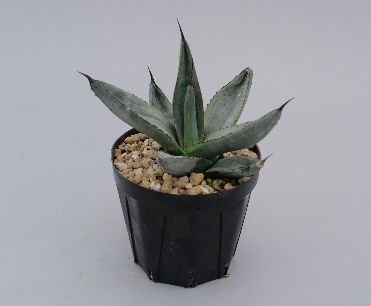 アガベ　シャークバイト アガベ シャークバイト001 Agave Sharkbite | Sunny Branch