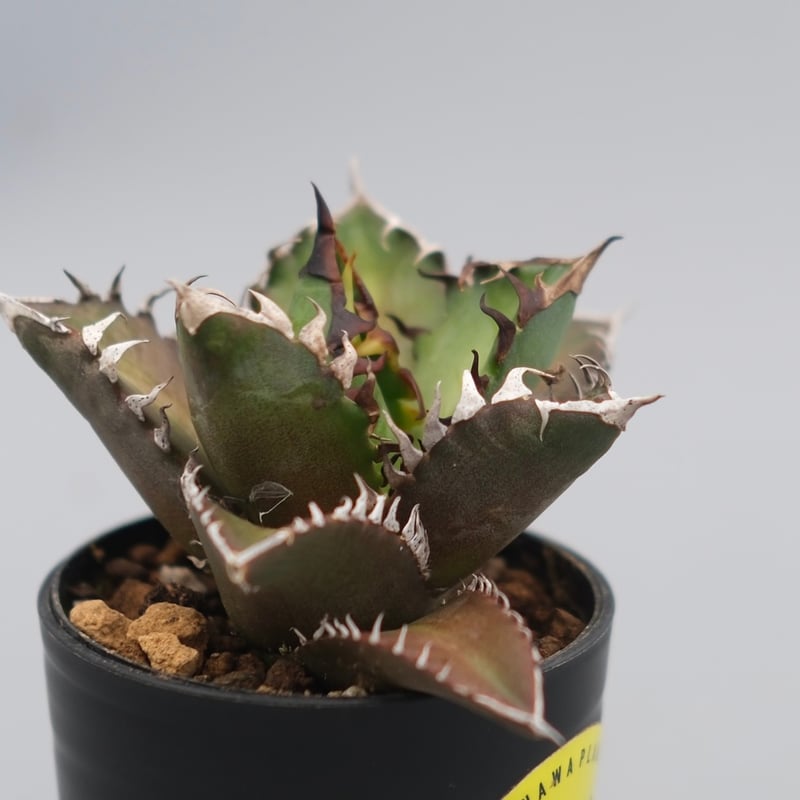 アガベ チタノタ レッドキャットウィーズル Agave titanota Red Catwee