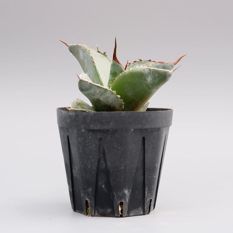 アガベ チタノタ ホワイトアイス Agave titanota whiteice 018 |