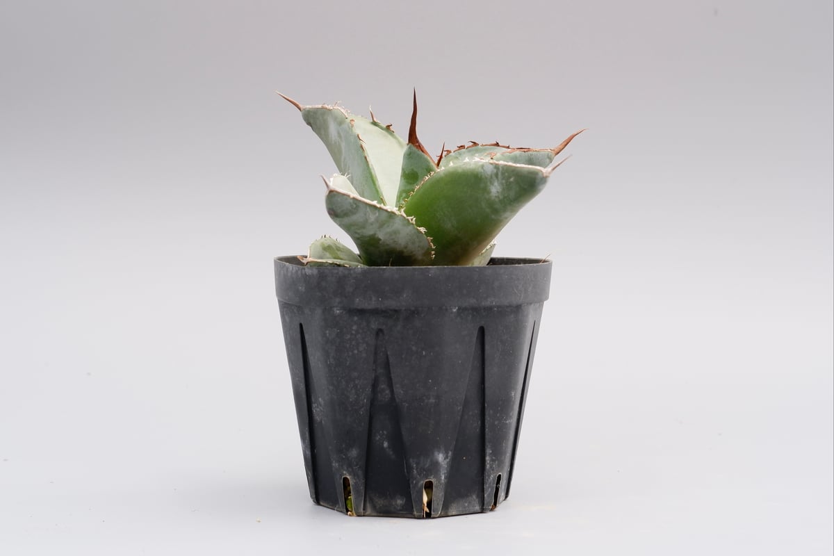 アガベ チタノタ ホワイトアイス Agave titanota whiteice 018 |