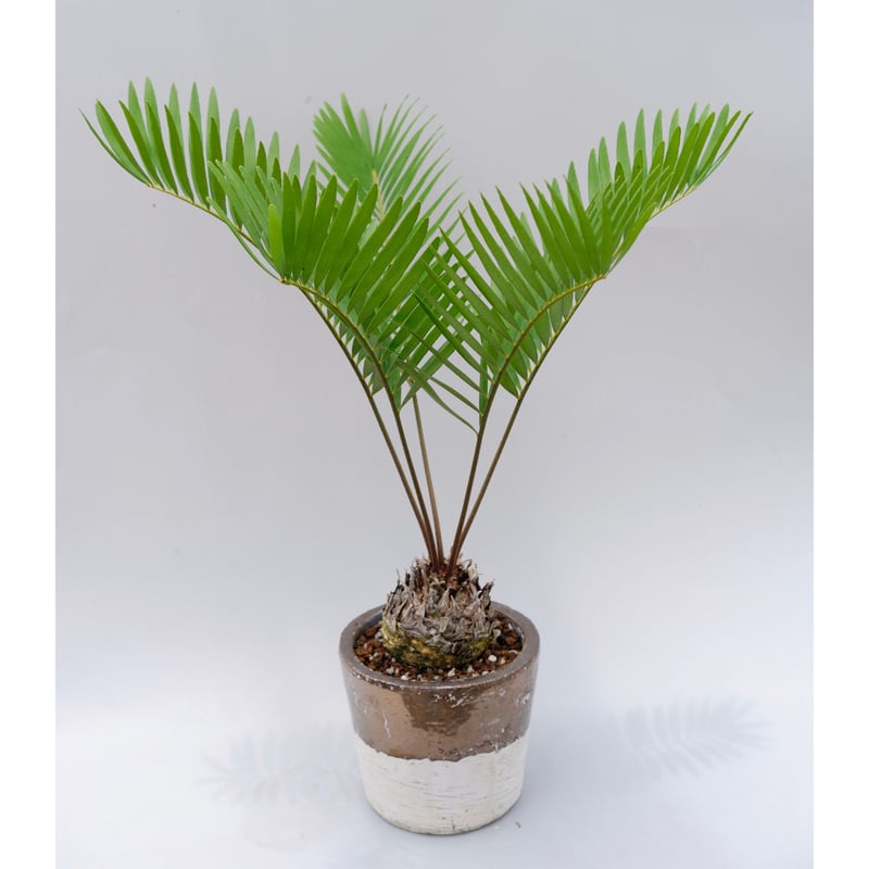 ザミア フロリダーナ 003 Zamia floridana 蘇鉄 | Sunny Branch