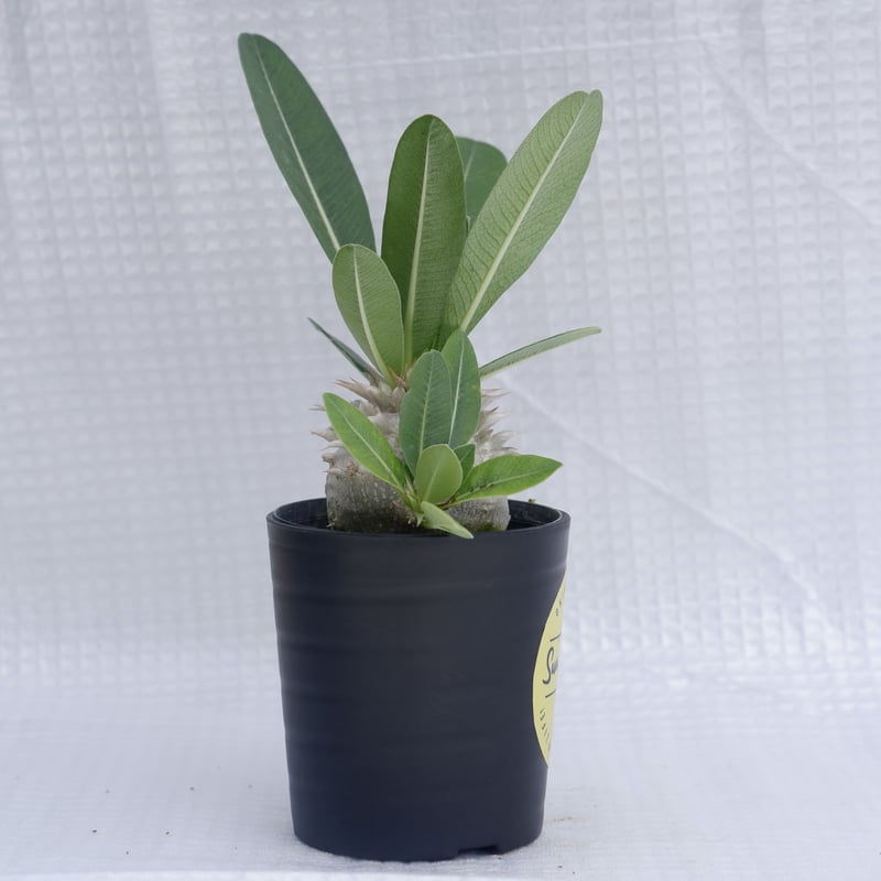 パキポディウム 恵比寿笑 実生13年 パキポディウム・恵比寿笑い