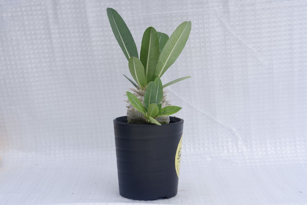 まる様確認用　恵比寿笑い（白花） 多肉植物・サボテン販売～PICO庵～ / パキポディウム属 白花恵比寿笑い