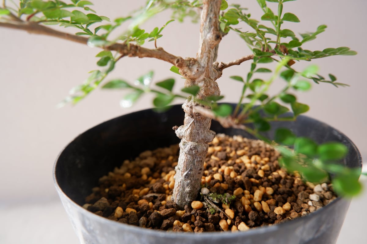 オペルクリカリア デカリー OP-004 | Sunny Branch