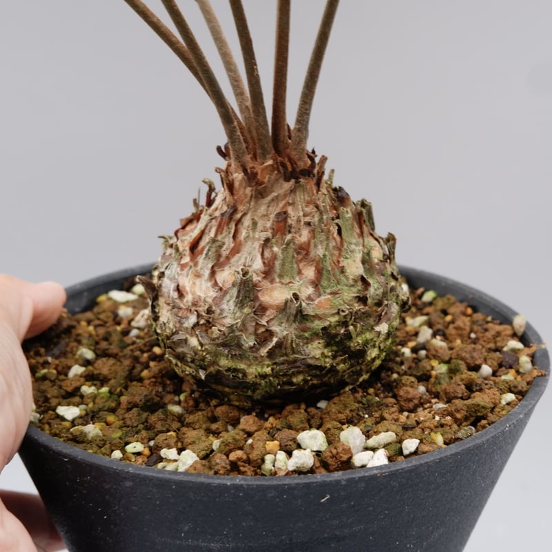 ザミア フロリダーナ 005 Zamia floridana 蘇鉄 | Sunny Branch