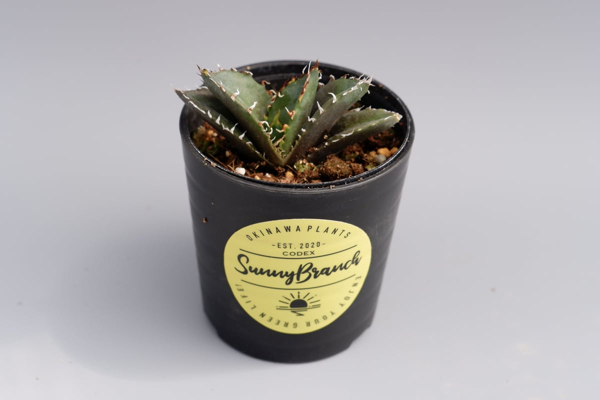 アガベ チタノタ 白鯨 アガベ・チタノタ ”白鯨” 3.5号鉢