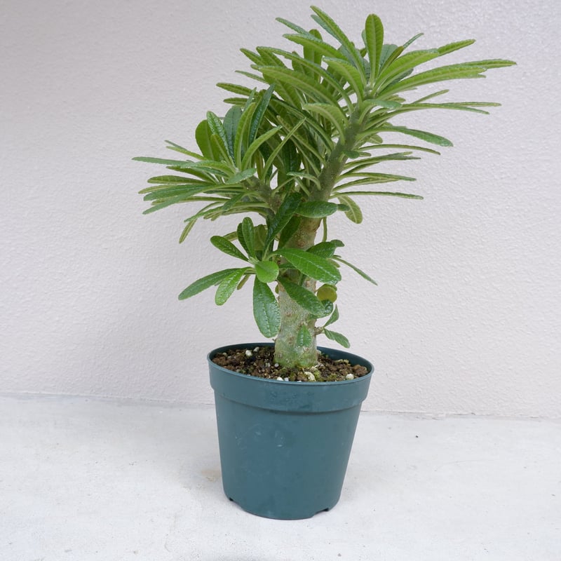 ドルステニア ギガス002 Dorstenia gigas | Sunny Branch