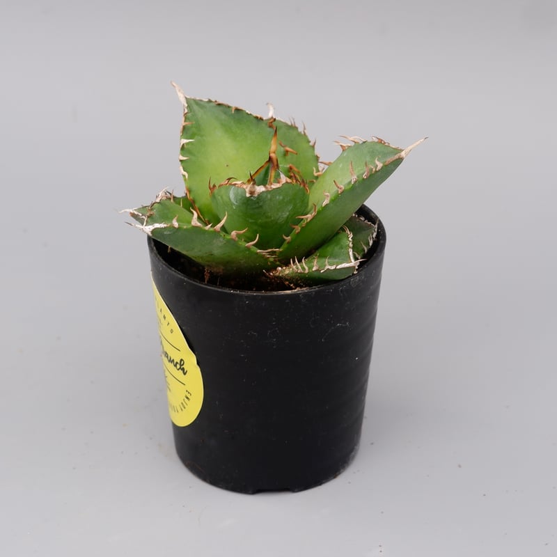 アガベ チタノタ 海王 Agave titanota 海王 007 | Sunny Branch